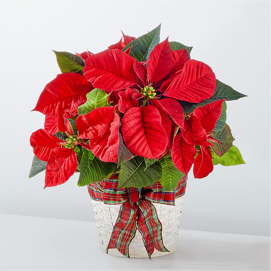 Happiest Holidays Poinsettia – Country Cottage Floral Creations, Conroe TX