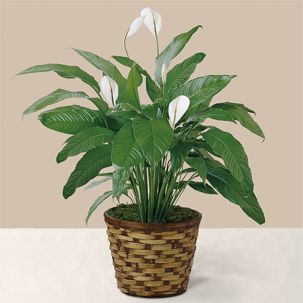 Tranquil Moments Peace Lily Plant – Country Cottage Floral Creations, Conroe TX