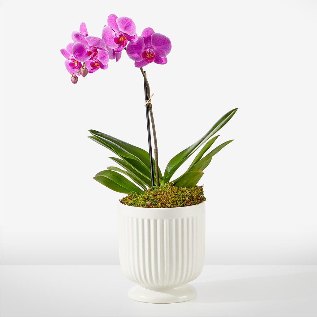 Friendly Fuchsia Orchid – Country Cottage Floral Creations, Conroe TX
