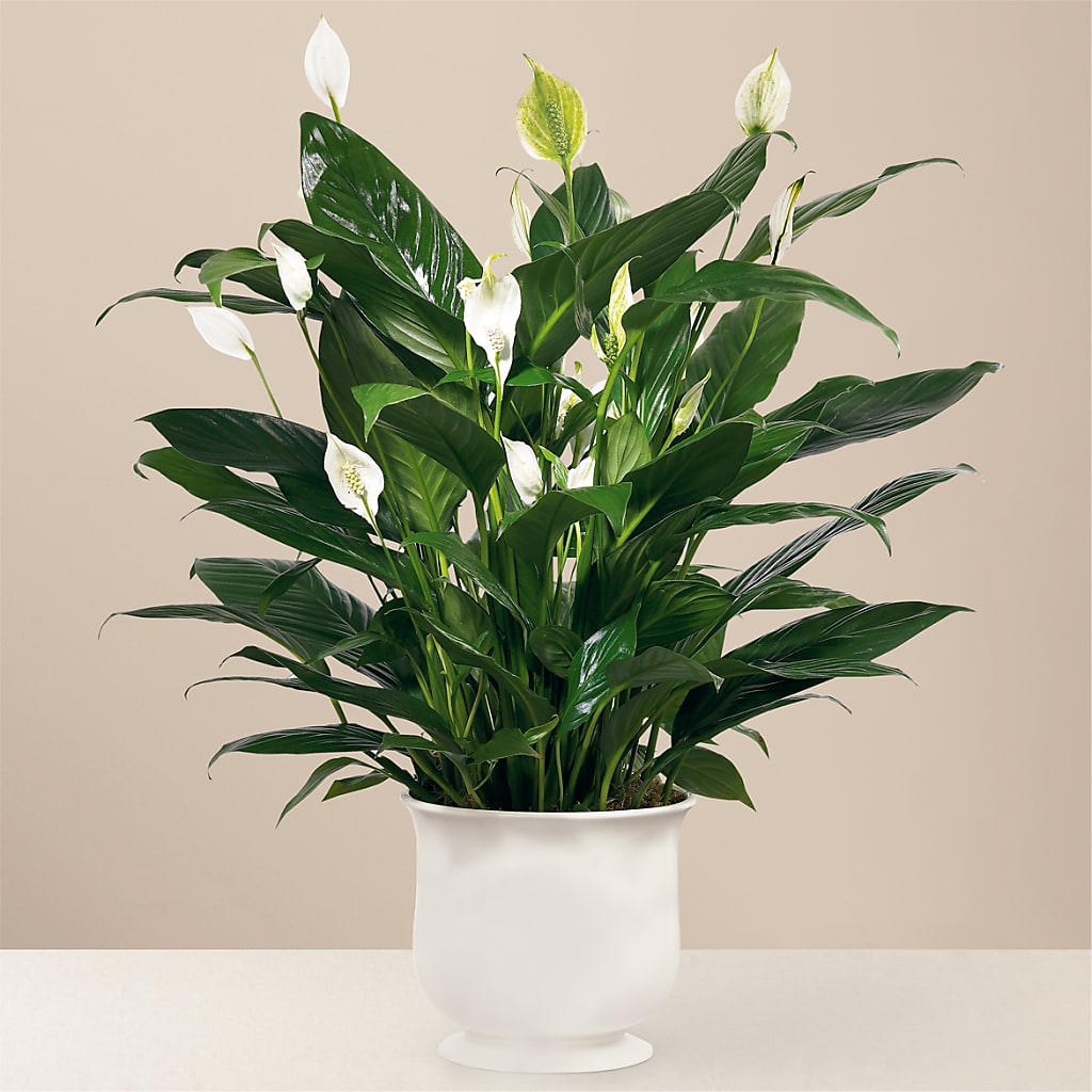 Comfort Planter – Country Cottage Floral Creations, Conroe TX