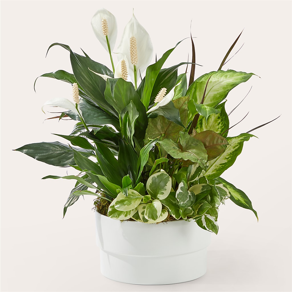 Radiating Positivity Dishgarden – Country Cottage Floral Creations, Conroe TX