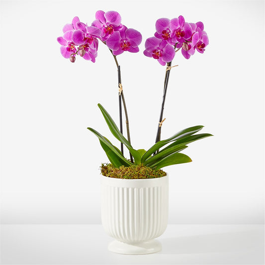Orquídea Fucsia Amigable