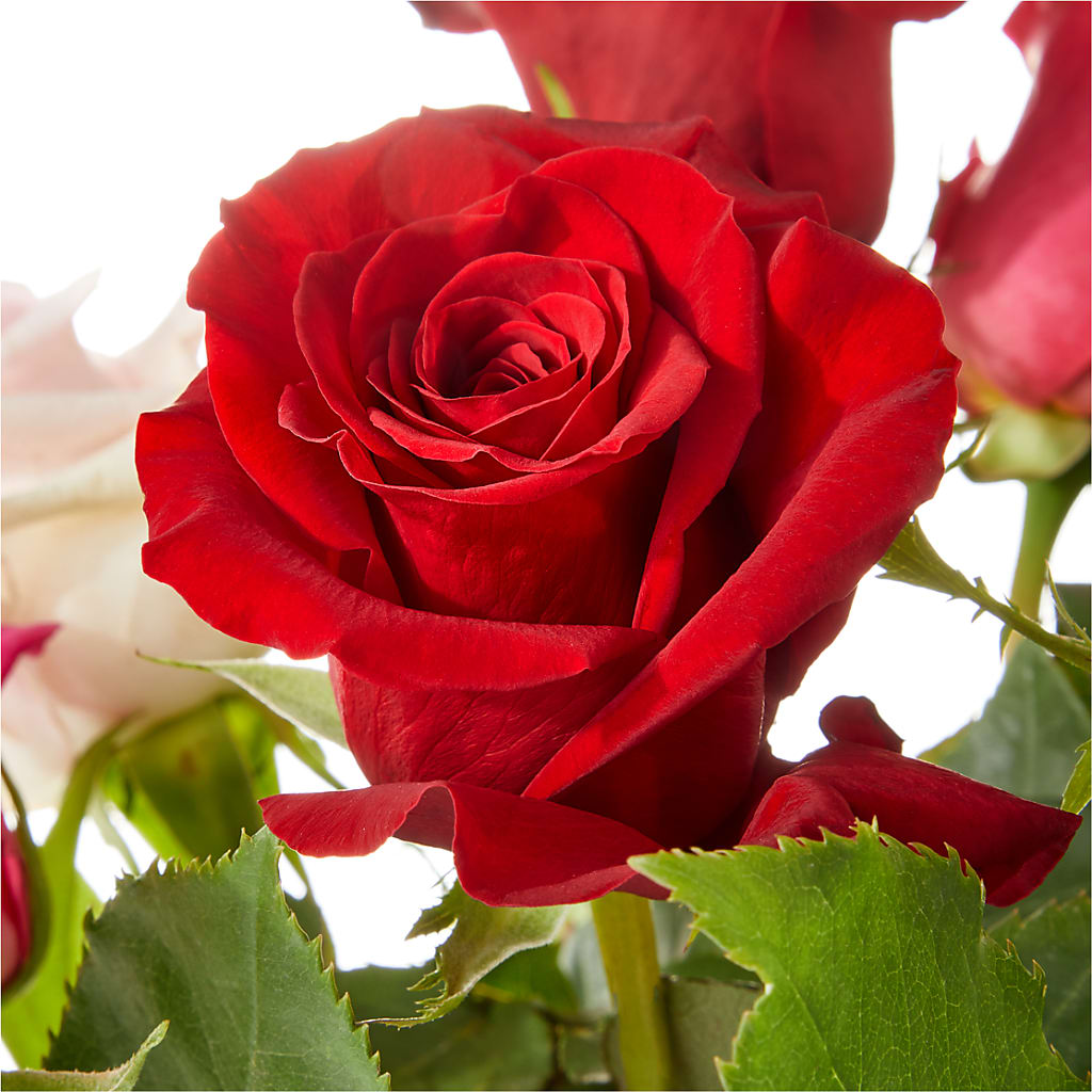 Love Notes Rose Bouquet –  Country Cottage Floral Creations, Conroe TX